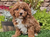 Django, a male Poodle - Miniature  for sale in Boyden, IA – 5 of 10