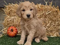 Slater, a male Goldendoodle for sale in Boyden, IA – 8 of 10