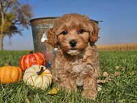 Buttercup , a female Havapoo for sale in Boyden, IA – 6 of 10