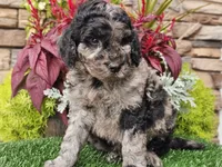 Wesley, a male Goldendoodle for sale in Boyden, IA – 4 of 8