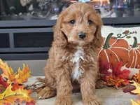 Renee, a female Cavapoo for sale in Boyden, IA – 9 of 10