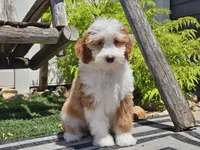 Halli, a female Miniature Aussiedoodle for sale in Boyden, IA – 4 of 10
