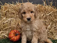 Shelby, a female Goldendoodle for sale in Boyden, IA – 1 of 10