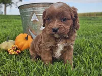 Oliver, a male Cavapoo for sale in Boyden, IA – 6 of 10