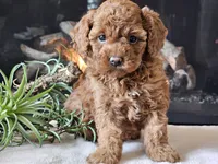Kairi, a female Cavapoo for sale in Boyden, IA – 4 of 10