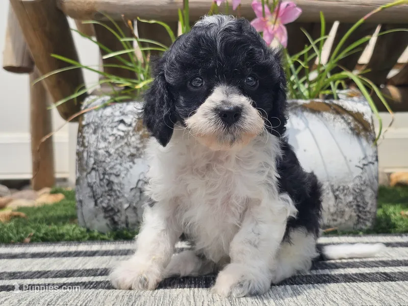 Turbo – Cavapoo puppy for sale in Boyden, IA