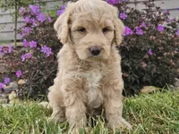 Maui, a female Goldendoodle for sale in Boyden, IA – 4 of 10