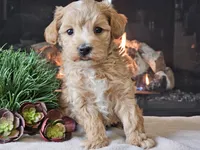Piko, a male Maltipoo for sale in Boyden, IA – 8 of 10