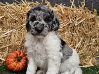 Snoopy, a male Goldendoodle for sale in Boyden, IA – 7 of 10