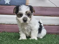 Kolja, a female Morkie for sale in Boyden, IA – 5 of 10