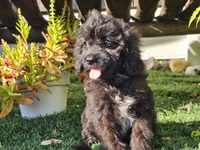 Grady, a male Cavapoo for sale in Boyden, IA – 8 of 10