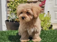 Laker, a male Maltipoo for sale in Boyden, IA – 6 of 10