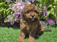 Scooby, a male Havapoo for sale in Boyden, IA – 2 of 10