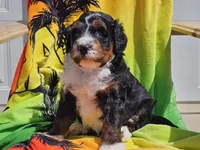 Seven, a male Miniature Bernedoodle for sale in Boyden, IA – 8 of 10