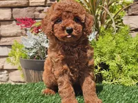 Destiny, a female Poodle - Miniature  for sale in Boyden, IA – 4 of 10