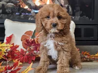Teeter, a female Cavapoo for sale in Boyden, IA – 10 of 10