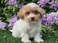 Cardi, a female Havapoo for sale in Boyden, IA – 9 of 10