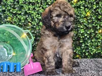 Fletcher , a male Whoodle for sale in Boyden, IA – 3 of 10