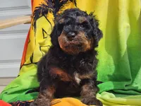 Suki, a male Miniature Bernedoodle for sale in Boyden, IA – 6 of 10