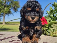 Ian, a male Havapoo for sale in Boyden, IA – 2 of 10