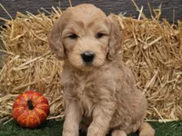 Slater, a male Goldendoodle for sale in Boyden, IA – 2 of 10