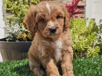 Gideon, a male Cavapoo for sale in Boyden, IA – 6 of 10