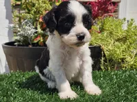 Gilbert , a male Cavapoo for sale in Boyden, IA – 6 of 10