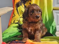 Stitch, a male Miniature Bernedoodle for sale in Boyden, IA – 2 of 10