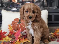 Ricky, a male Cavapoo for sale in Boyden, IA – 10 of 10