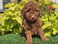 Polly, a female Poodle - Miniature  for sale in Boyden, IA – 10 of 10