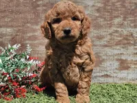 Inka, a female Goldendoodle for sale in Boyden, IA – Photo 6 of 10