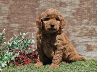 Inka, a female Goldendoodle for sale in Boyden, IA – Photo 10 of 10