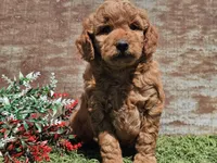 Inka, a female Goldendoodle for sale in Boyden, IA – Photo 7 of 10