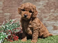 Inka, a female Goldendoodle for sale in Boyden, IA – Photo 9 of 10