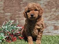 Inka, a female Goldendoodle for sale in Boyden, IA – Photo 2 of 10