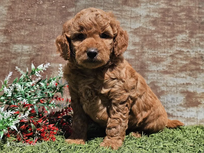 Inka – Goldendoodle puppy for sale in Boyden, IA