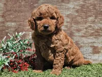 Inka, a female Goldendoodle for sale in Boyden, IA – Photo 1 of 10