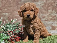 Inka, a female Goldendoodle for sale in Boyden, IA – Photo 4 of 10