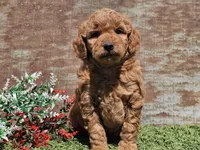 Inka, a female Goldendoodle for sale in Boyden, IA – Photo 8 of 10