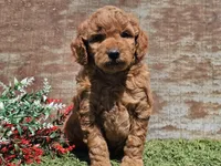Inka, a female Goldendoodle for sale in Boyden, IA – Photo 5 of 10