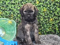 Forest , a male Whoodle for sale in Boyden, IA – 6 of 10