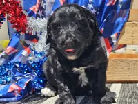 Kora, a female Bernedoodle for sale in Boyden, IA – 8 of 10