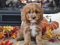 Teeter, a female Cavapoo for sale in Boyden, IA – 9 of 10