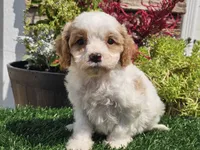 Greta, a female Cavapoo for sale in Boyden, IA – 4 of 10