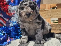 Kyros, a male Bernedoodle for sale in Boyden, IA – 7 of 10