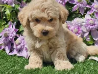 Colt, a male Havapoo for sale in Boyden, IA – 9 of 10