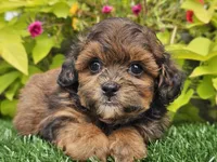 Neo, a male Shihpoo for sale in Boyden, IA – 10 of 10