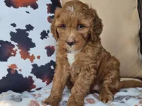 Joni, a female Miniature Goldendoodle for sale in Boyden, IA – 4 of 10