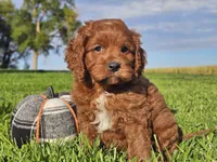 Jango, a male Cavapoo for sale in Boyden, IA – 6 of 10