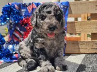 Kyros, a male Bernedoodle for sale in Boyden, IA – 9 of 10